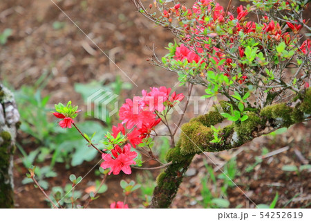 笠間つつじ公園 つつじ山 笠間つつじ公園 つつじ山 54252619