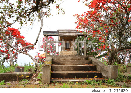 笠間つつじ公園　つつじ山　 54252620