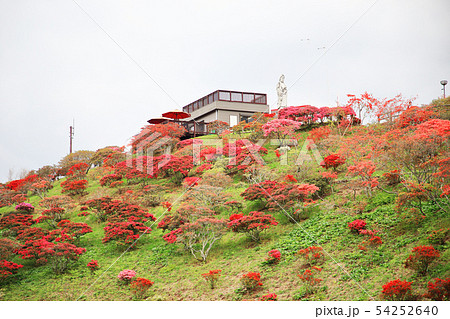 笠間つつじ公園 つつじ山 笠間つつじ公園 つつじ山 54252640