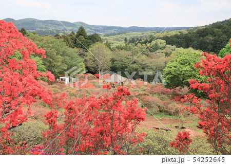 笠間つつじ公園 つつじ山 笠間つつじ公園 つつじ山 54252645