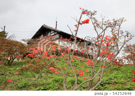 笠間つつじ公園　つつじ山　 54252646