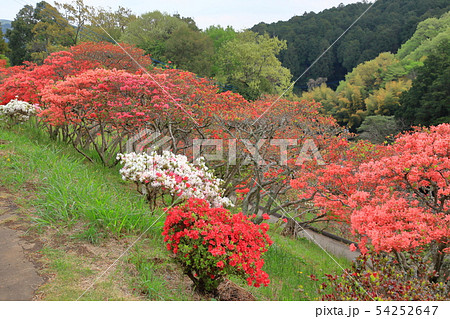 笠間つつじ公園　つつじ山　 54252647