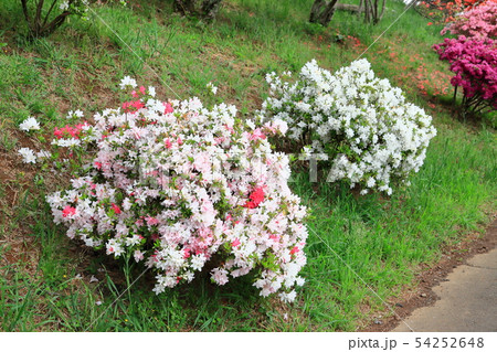 笠間つつじ公園 つつじ山 笠間つつじ公園 つつじ山 54252648