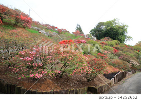 笠間つつじ公園 つつじ山 笠間つつじ公園 つつじ山 54252652