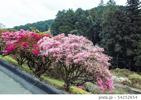 笠間つつじ公園 つつじ山 笠間つつじ公園 つつじ山 54252654