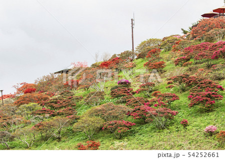 笠間つつじ公園 つつじ山 笠間つつじ公園 つつじ山 54252661