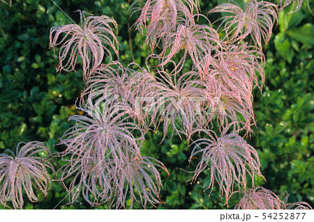 アサツユのチングルマ 54252877