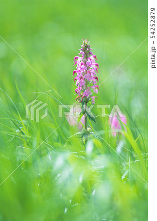 湿原の音符(ヨツバシオガマ) 湿原の音符(ヨツバシオガマ) 54252879