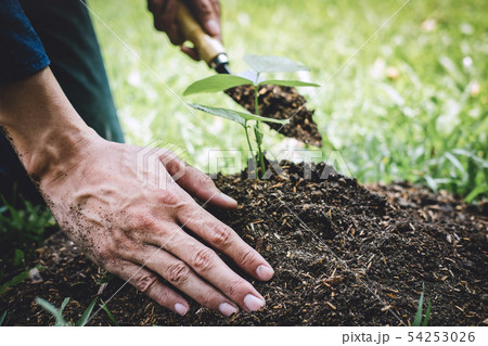 Planting a tree, Two hands of young man were 54253026