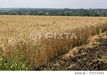 Wheat field before the harvest Wheat field before the harvest 54253361