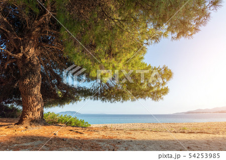 Pine tree at the beach with sun Pine tree at the beach with sun 54253985