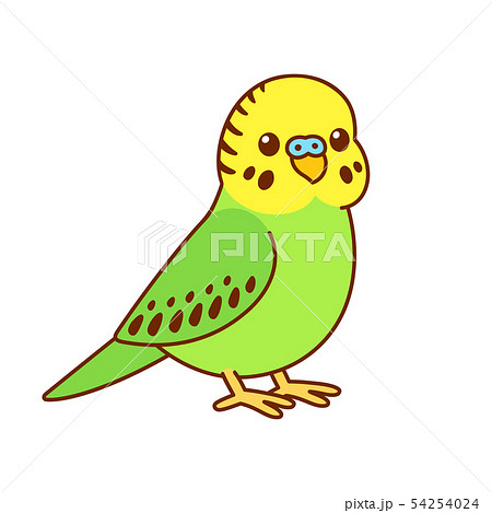Cute Cartoon Budgieのイラスト素材