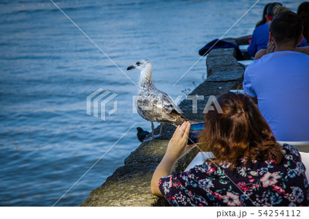 Friendly seagull on the Douro riverbank in Porto Friendly seagull on the Douro riverbank in Porto 54254112