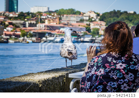 Friendly seagull on the Douro riverbank in Porto 54254113