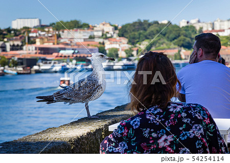 Friendly seagull on the Douro riverbank in Porto Friendly seagull on the Douro riverbank in Porto 54254114