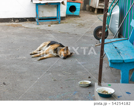 dog in a yard near a bowl of food dog in a yard near a bowl of food 54254182