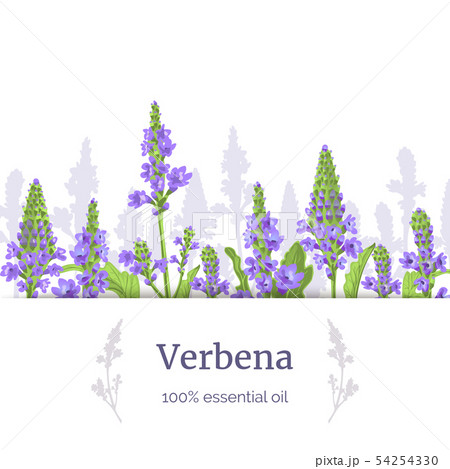 Verbena plant. Stems and flowers. Verbenaceae 54254330
