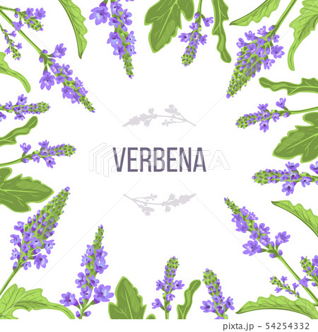 Verbena flowers and leaves card template with copy Verbena flowers and leaves card template with copy 54254332
