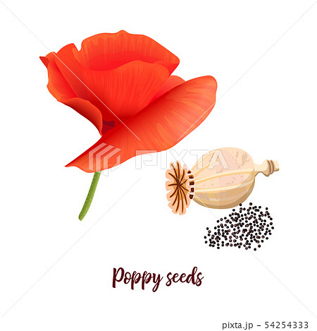 Red poppy flower, poppyhead and seeds isolated. Red poppy flower, poppyhead and seeds isolated. 54254333
