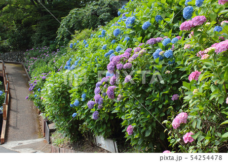 京都　善峯寺の紫陽花 54254478
