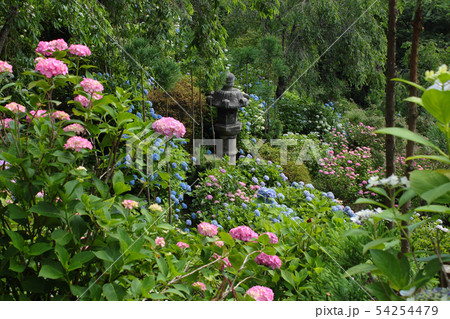 京都　善峯寺の紫陽花 54254479