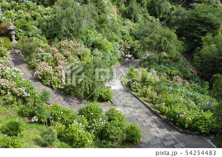 京都　善峯寺の紫陽花 54254483
