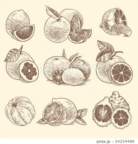 Sketch citrus. Oranges, lemons and grapefruit, lime. Citrus fruits and flower with leaves. Hand 54254490