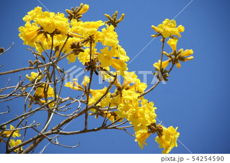 ブラジル国花のイペーの写真素材