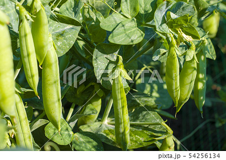 green pea growing on grid field 54256134