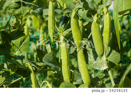 green pea growing on field 54256135