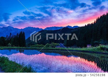 (長野県)白馬村 青鬼(あおに)の棚田と残雪の北アルプス 夕景 (長野県)白馬村 青鬼(あおに)の棚田と残雪の北アルプス 夕景 54256198