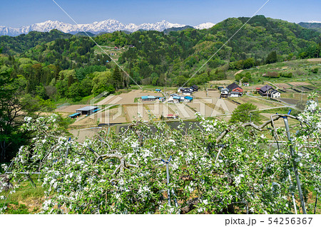 りんご畑と北アルプス眺望　長野県小川村 54256367