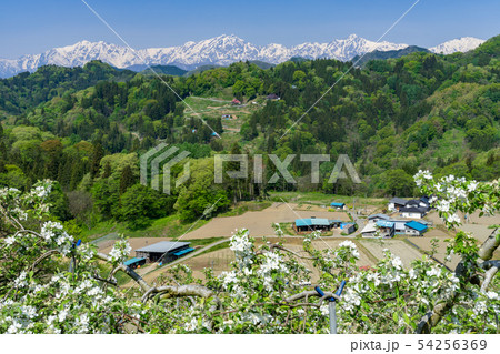 りんご畑と北アルプス眺望 長野県小川村 りんご畑と北アルプス眺望 長野県小川村 54256369