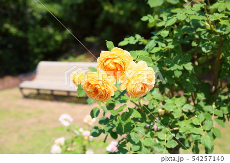 バラの花 ゴールデンセレブレーション バラの花 ゴールデンセレブレーション 54257140