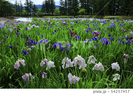 世界遺産　平泉　毛越寺あやめ祭り 54257457