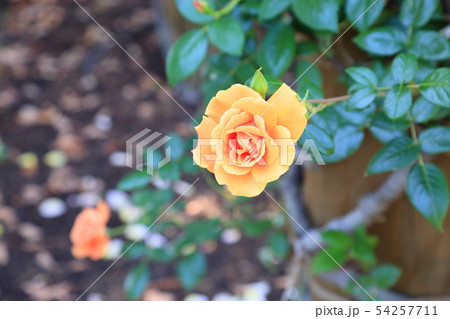 バラの花 ロイヤルサンセット バラの花 ロイヤルサンセット 54257711
