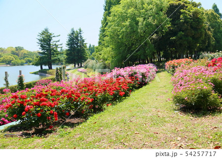 初夏のバラ園 54257717