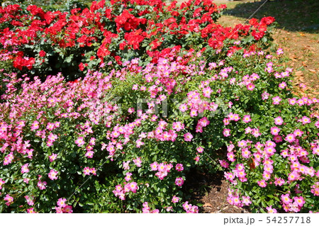 バラの花 クンバヤ バラの花 クンバヤ 54257718