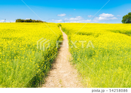 菜の花畑の丘の道 54258086