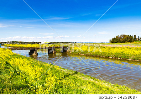 菜の花の河川敷 54258087