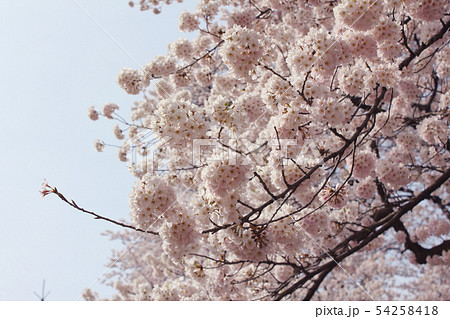 昼 春 春の花 54258418
