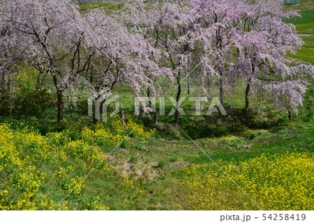 合戦場のしだれ桜を見に行きました #20 合戦場のしだれ桜を見に行きました #20 54258419