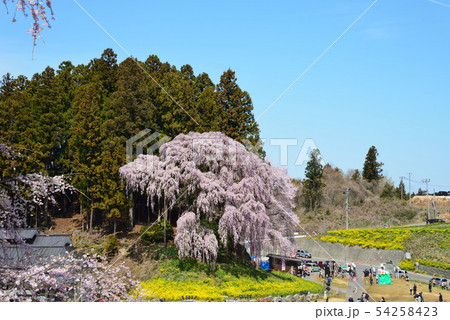 合戦場のしだれ桜を見に行きました #16 合戦場のしだれ桜を見に行きました #16 54258423