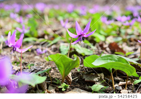 カタクリ 54258425