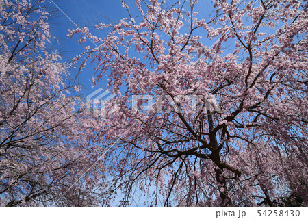 合戦場のしだれ桜を見に行きました　　＃12 54258430