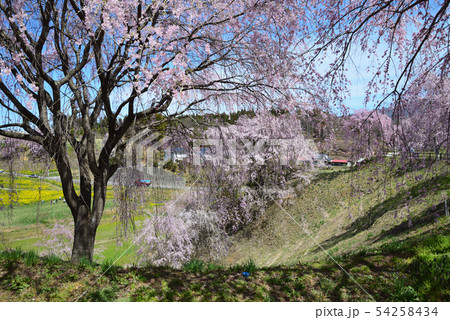 合戦場のしだれ桜を見に行きました #11 合戦場のしだれ桜を見に行きました #11 54258434