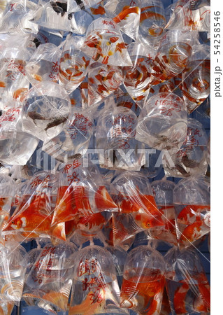 香港・通菜街(金魚街)で、ビニール袋に入れられて売られる金魚 香港・通菜街(金魚街)で、ビニール袋に入れられて売られる金魚 54258546