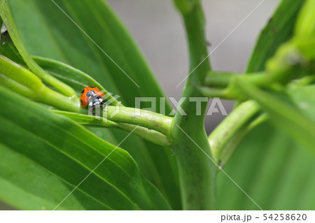 ユリの茎にとまったテントウムシ ユリの茎にとまったテントウムシ 54258620
