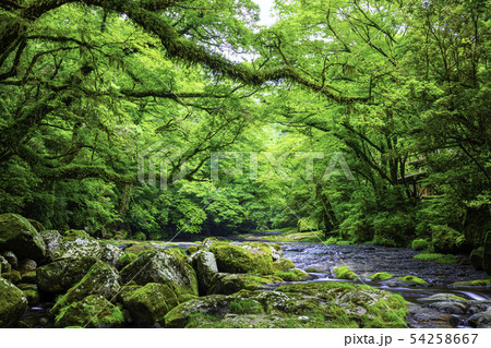 新緑が美しい菊池渓谷  54258667