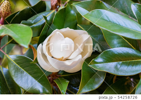 Close up beautiful white magnolia flower on a tree with green leaves. Close up beautiful white magnolia flower on a tree with green leaves. 54258726